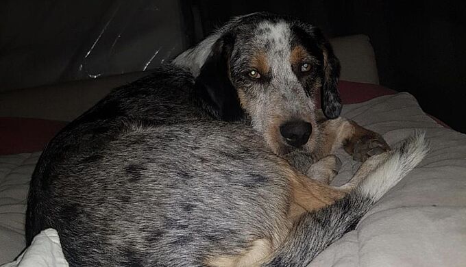 Torturé avec un bâton dans le rectum, ce chien est mort