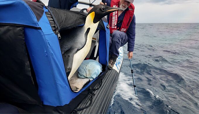 De l’Antarctique à l’Australie, le manchot « Gus » a parcouru 3000 km