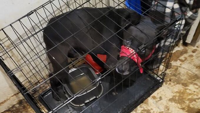 La Fondation 30 Millions d’Amis sort une quinzaine d’animaux de la misère