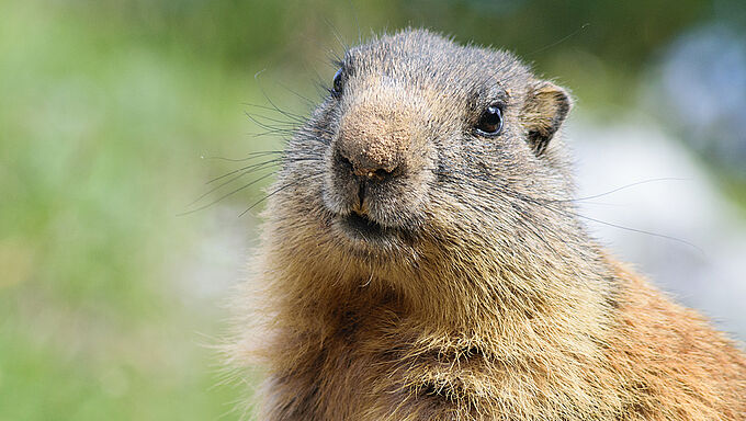  Interdisons la chasse à la marmotte !