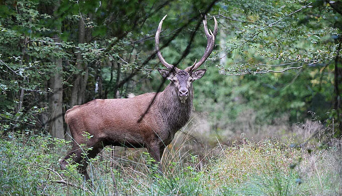 Aimé de tous, ce cerf a été abattu par des chasseurs