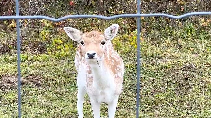 La chasse en enclos sous le feu… des critiques. Partagez l'info !