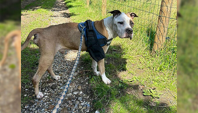 Appel d’urgence pour Falco, victime de cruauté !