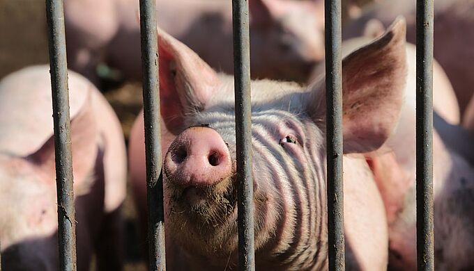 La Commission européenne fait-elle l’impasse sur le bien-être animal ?