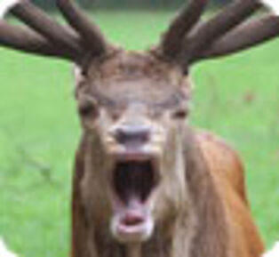 Un cerf en liberté