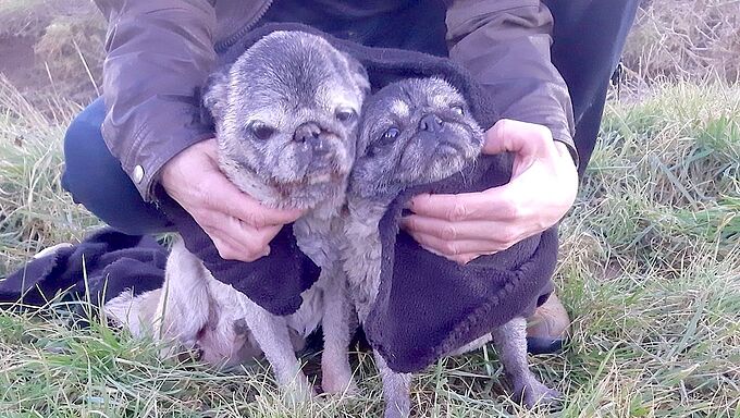 Tentative de noyade de 2 chiens : la Fondation 30 Millions d’Amis partie civile