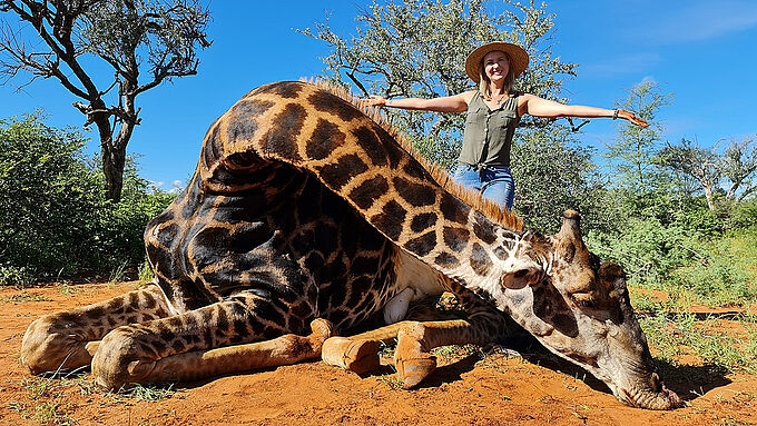 Elle pose fièrement contre le cadavre de la girafe qu'elle vient d'abattre lors d'une « chasse en boîte ». Scandaleux !