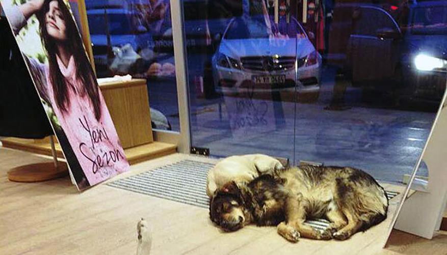 Les chiens errants acceptés dans les magasins pour les protéger du froid. © Arzu Inan