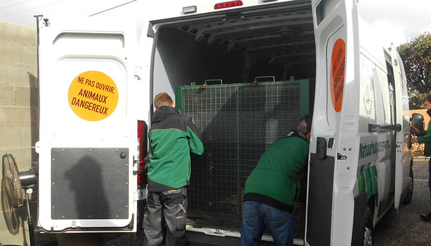 Ciam est chargé à bord du camion adapté pour son transport vers la Belgique. © Fondation 30 Millions d'Amis 