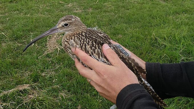 Un oiseau protégé en Pologne… tué en France par la chasse !