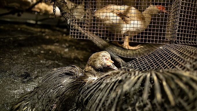 L'horreur d'un élevage de canards révélée en vidéo. Faites-le savoir.