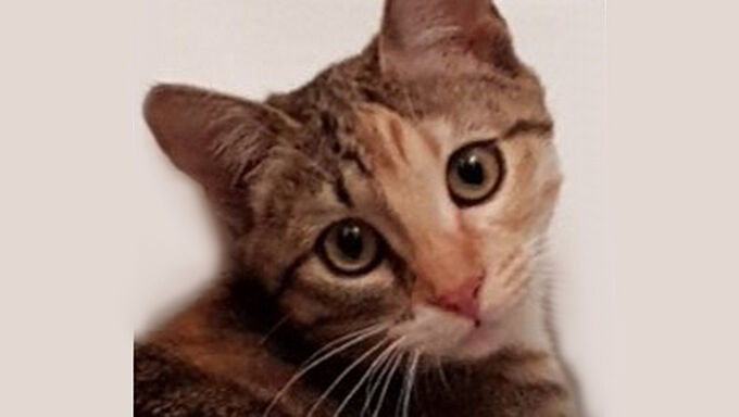 Criblée de plombs de chasse, une chatte perd un œil : 30 Millions d’Amis porte plainte !