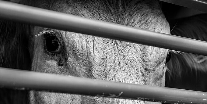 Loi agriculture et alimentation : les animaux, grands oubliés du gouvernement 