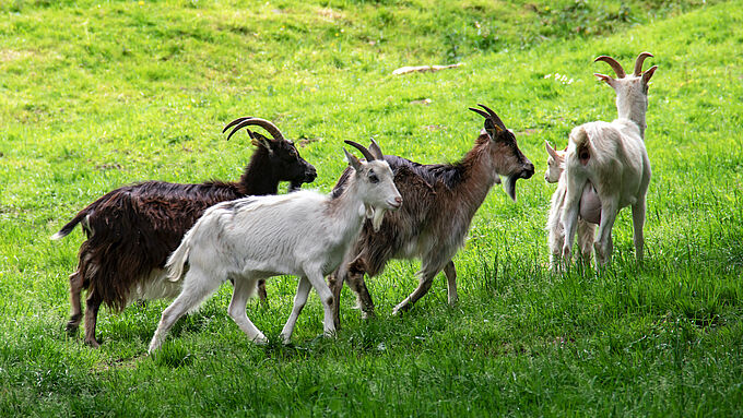 Des chèvres mangeaient les fleurs du cimetière… le maire les fait abattre par des chasseurs