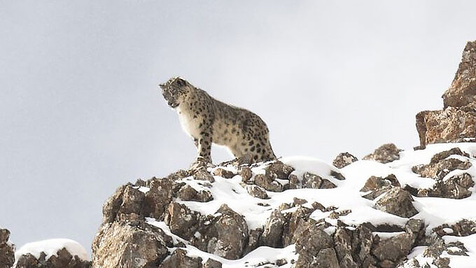 Le photographe Vincent Munier et l'écrivain Sylvain Tesson recherchent la « Panthère des Neiges » : époustouflant !