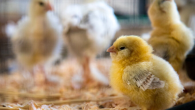 Fin du broyage des poussins mâles en 2021 : le Gouvernement ne tiendra pas son engagement. Faites-le savoir !