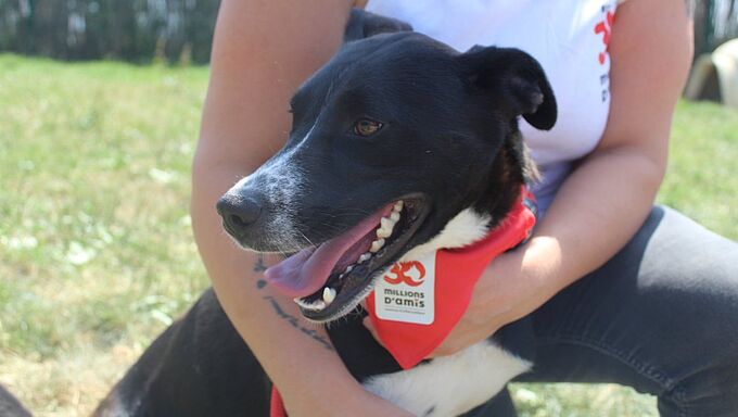 Eté 2022 : Plus de 1,3 million d’euros pour les animaux abandonnés