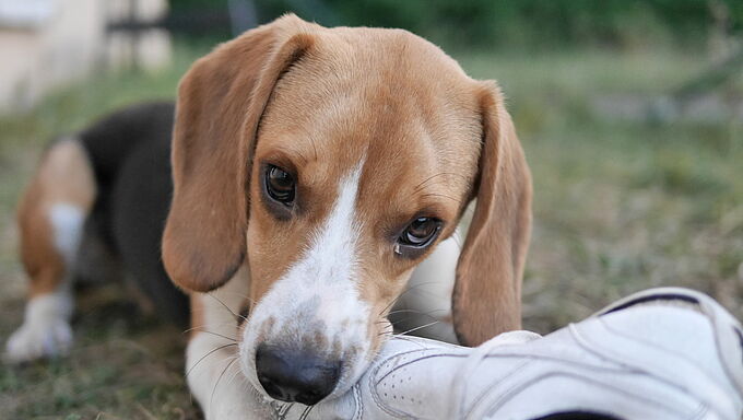 Une nouvelle vie pour 77 animaux sauvés des laboratoires