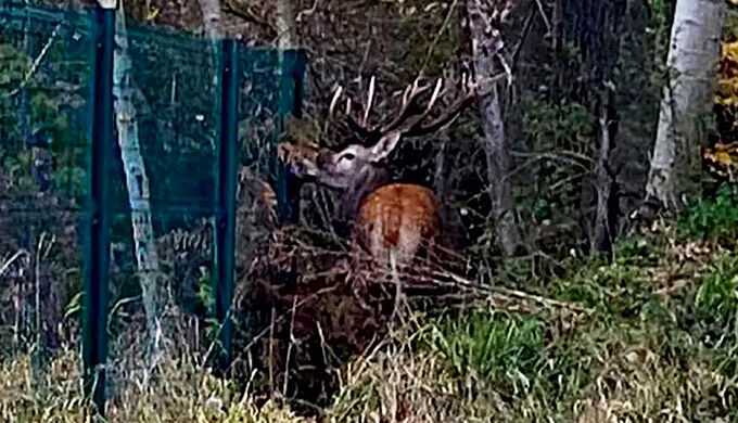 Un cerf chassé jusqu’aux abords d’un stade : des témoins volent à son secours