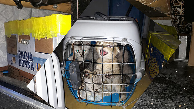 La douane saisit 43 chatons et un chiot importés illégalement d’Ukraine !