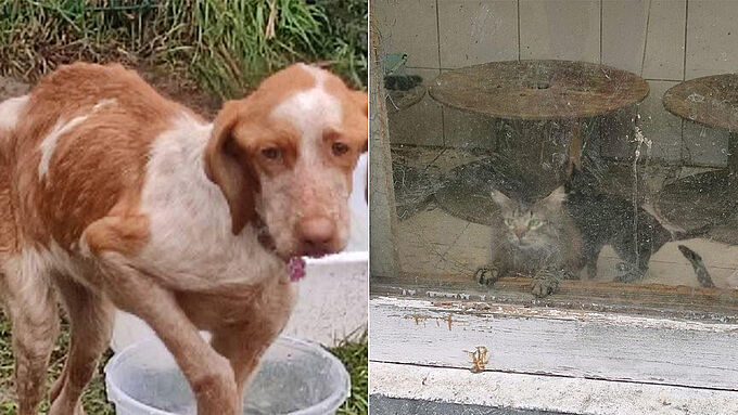 Chiens maigres, chats enfermés… Quarante animaux secourus dans un camping désaffecté