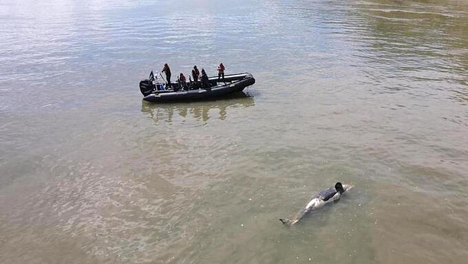 L’orque morte dans la Seine avait une balle dans le crâne !