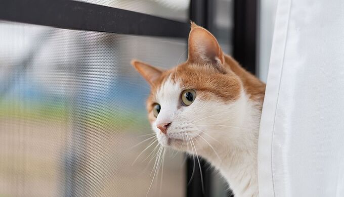 12 mois de prison avec sursis pour avoir tué le chat de sa compagne