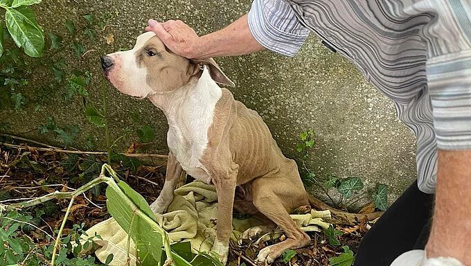 Squelettique et abandonné… Le supplice de Lucky avant sa mort