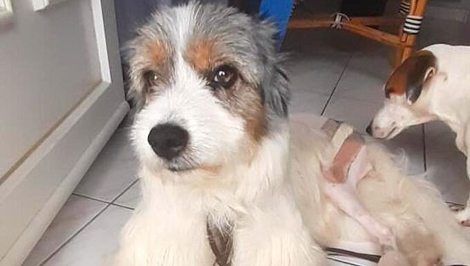  Sauvée par la Fondation 30 Millions d'Amis après une chute du 2ème étage, Java a trouvé une nouvelle famille