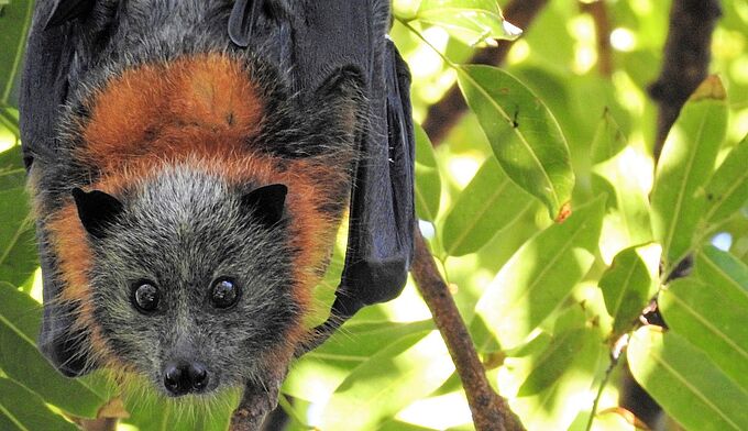 L’atteinte à notre biodiversité est alarmante !