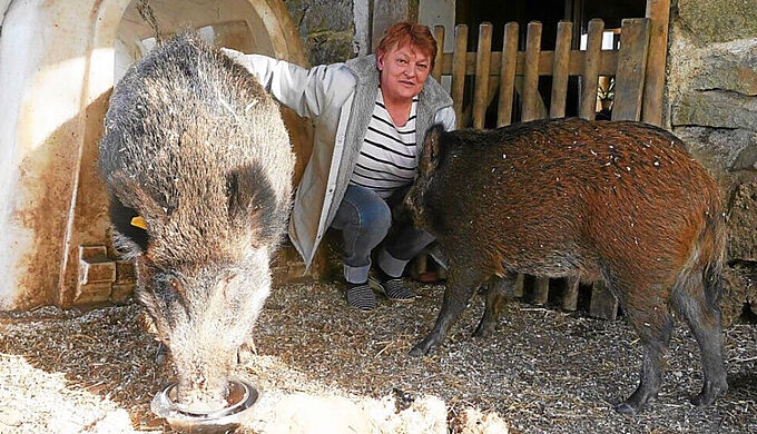 Nestor et Obélix, froidement abattus sur ordre du préfet après le décès de leur protectrice