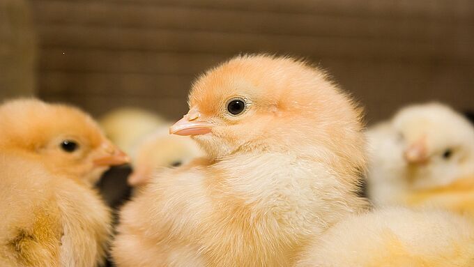 Bien-être animal : le Luxembourg en avance sur la France
