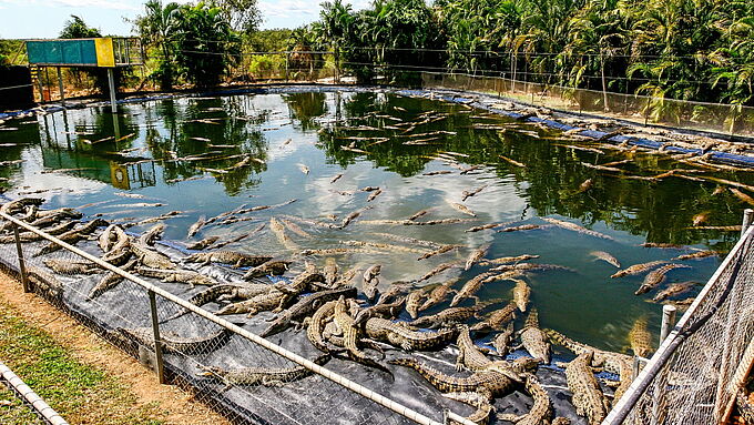 Gigantesque ferme de crocodiles en Australie, le projet scandaleux d'Hermès ?