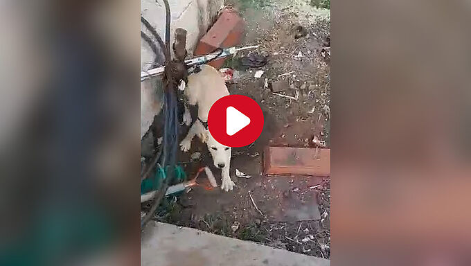 Un chiot labrador abandonné sous les intempéries