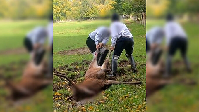 Chasse à courre : 2 cerfs tués, dont un en zone habitée !