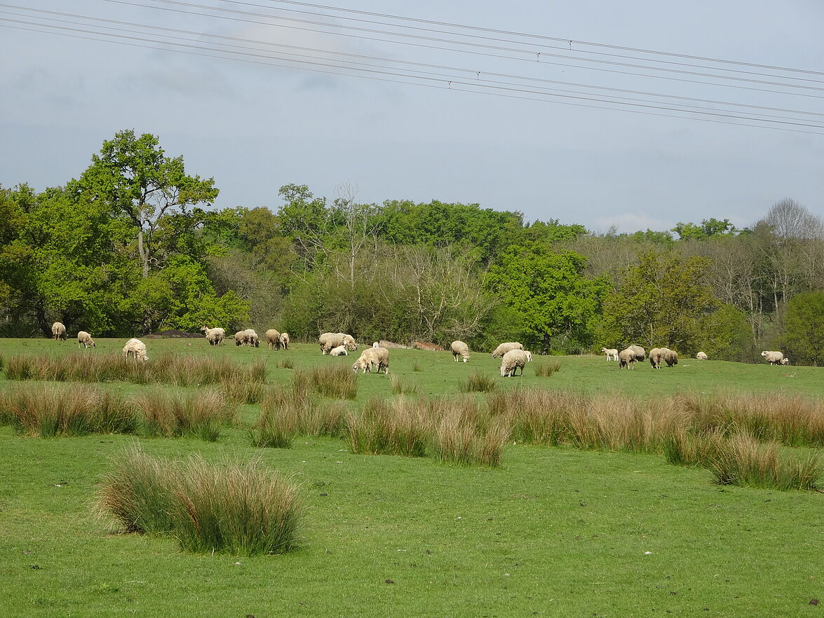 Les 750 moutons du Domaine des Douages en danger