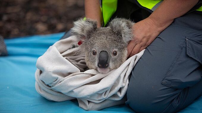 Sauvés des feux en Australie, ces koalas retrouvent enfin leur milieu naturel