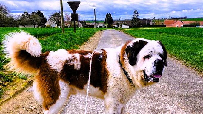 À l’attache dans un appartement, ce Saint-Bernard a besoin d’espace… et d’amour