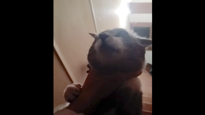 Il étrangle un chat, le balance dans les escaliers… et publie la vidéo sur les réseaux sociaux