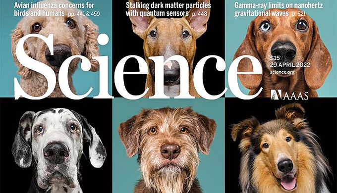 Le comportement d’un chien ne dépend pas de sa race selon une étude
