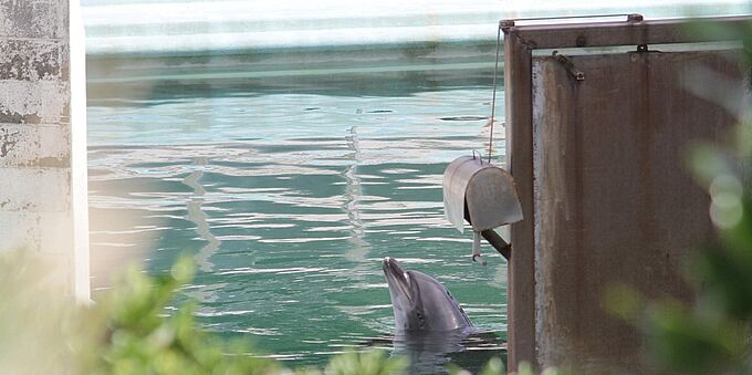 Honey, le dauphin à l’abandon du parc fantôme d’Inubosaki au Japon