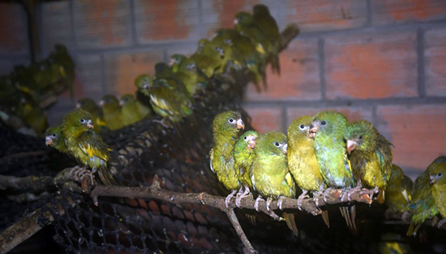 Un nouvel enclos est en construction pour les 200 perroquets confisqués. © Ikamapérou