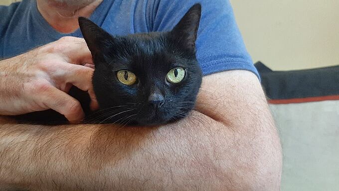 L’incroyable élan de solidarité pour retrouver une chatte disparue depuis 4 mois