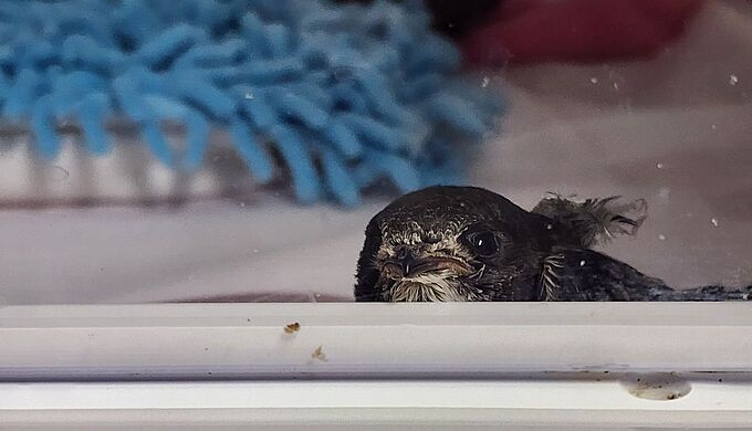 La Fondation finance deux couveuses pour sauver des bébés martinets