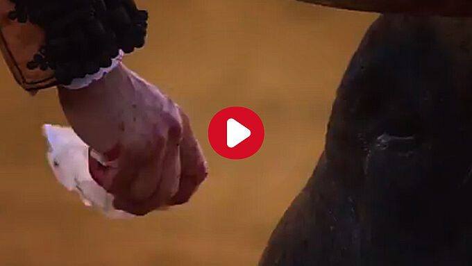 Indignation : un torero sèche les larmes de sang d’un taureau avant de l’achever