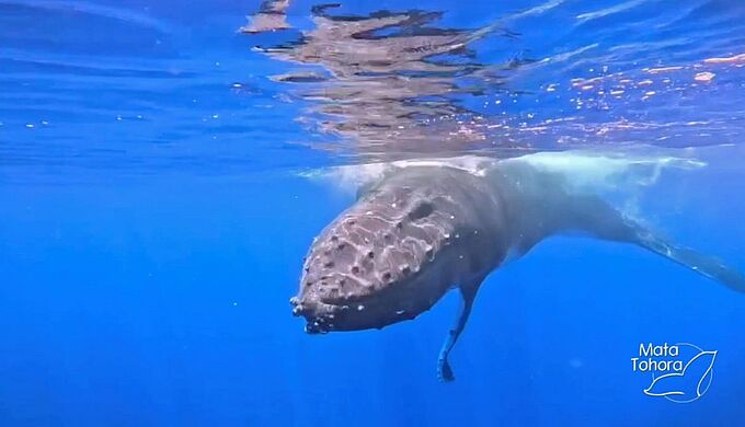 Les baleines à bosse victimes des bateaux à grande vitesse en Polynésie