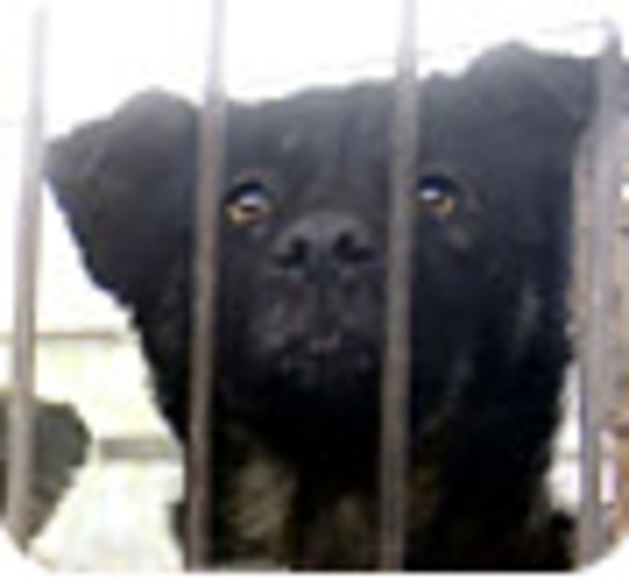 Chine : 500 chiens sauvés de l'assiette