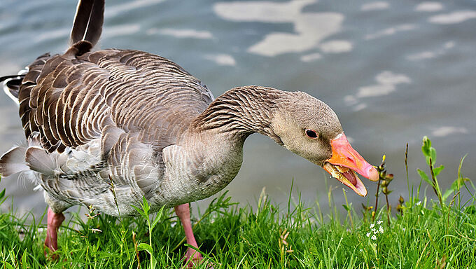 Chasse à l'oie cendrée : l’État encore une fois censuré