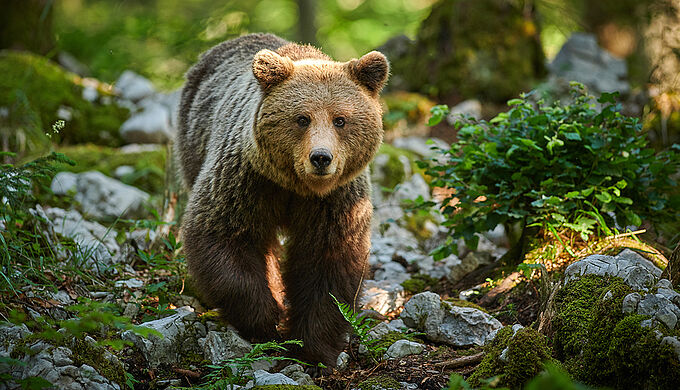 La justice épingle les mesures d'effarouchement des ours !