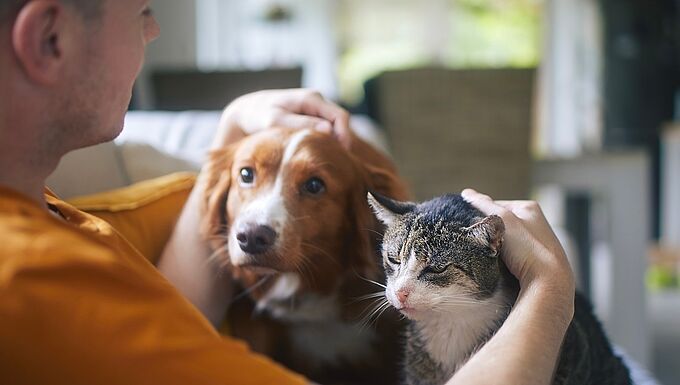 Opération Doyens : la Fondation 30 Millions d’Amis plus que jamais auprès des animaux séniors